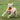 Dog running on grass with a toy shaped like French fries in its mouth